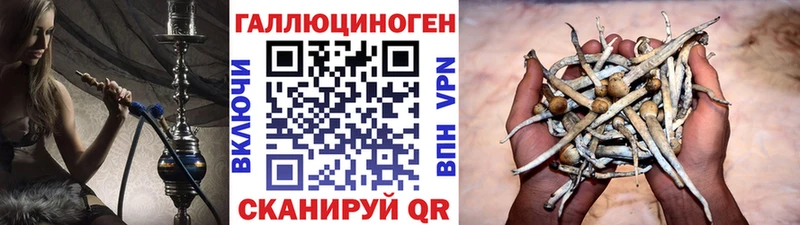 Купить  Алагир  Галлюциногенные грибы Psilocybine cubensis 